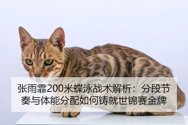 zhang-yu-fei-mi-die-yong-zhan-shu-jie-xi-fen-duan-jie-zou-yu-ti-neng-fen-pei-ru-he-zhu-jiu-shi-jin-sai-jin-pai-2-239.jpg